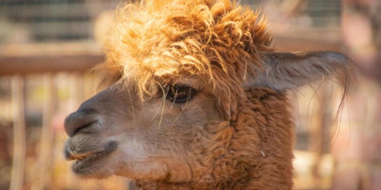 Spacer z Alpakami: Relaks i Bliskość Natury dla Całej Rodziny - Wiadomości park z alpakami